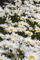 Summer Flowers