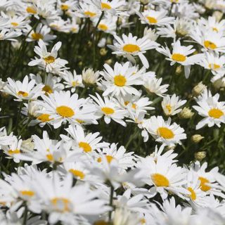 Summer Flowers
