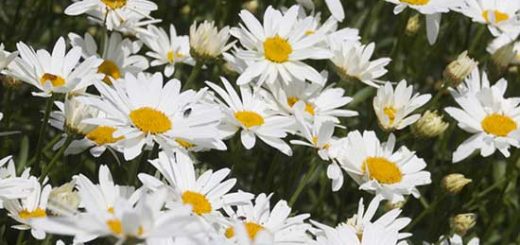 Summer Flowers