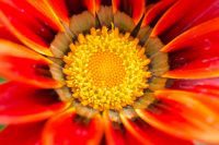 Sunburst