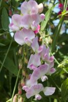 Sweet Peas