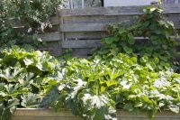 Veg Patch