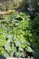 Veggies