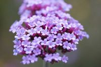 Verbena