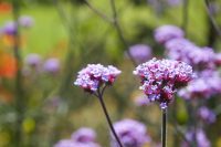 Verbena