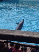 Dolphin