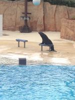Sea Lion