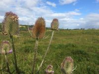 Thistles