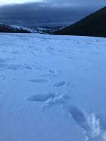 Footprints in the snow