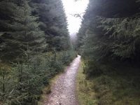 Conifers