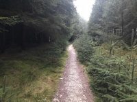 Conifers