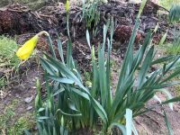Daffodil Flower