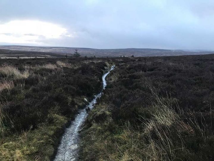 Heathland