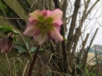Hellebore Flower