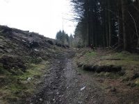 Into the forest