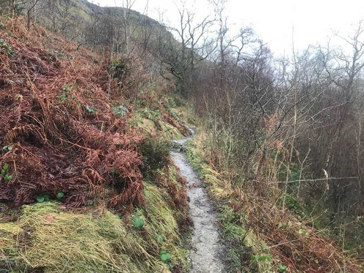Scrubby Woodland