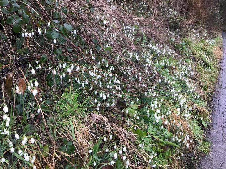 Snowdrops