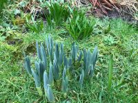 Sprouting Bulbs