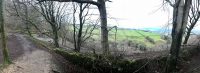 View from the woods