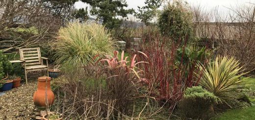 Winter Garden