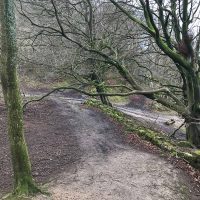 Woodland Paths