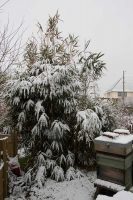 Bamboo in the snow