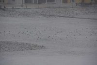 Birds in the snow