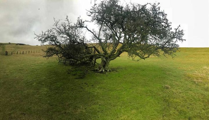 Hawthorn