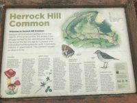 Herrock Hill Common