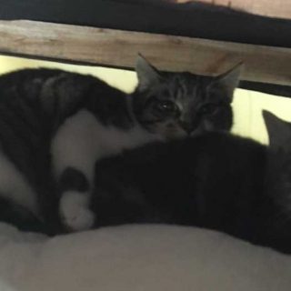 Cosmo & Luna