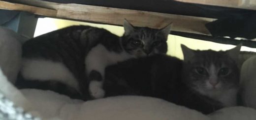 Cosmo & Luna