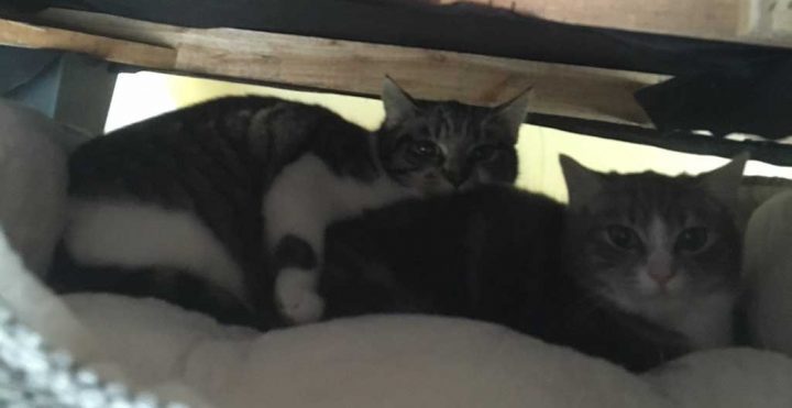 Cosmo & Luna