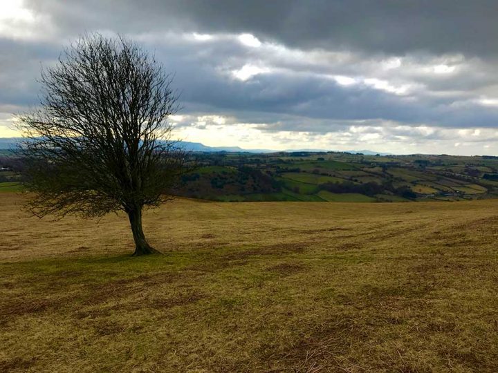 Lone Tree