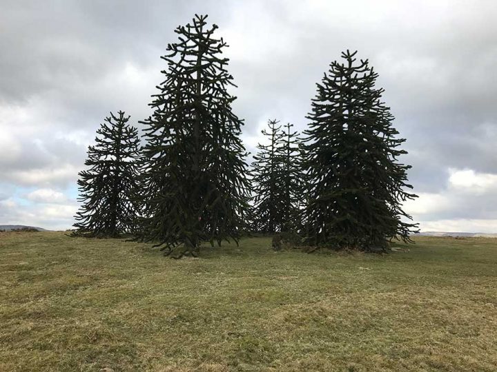 Monkey Puzzles