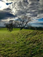 Oak Trees on Offa's Dyke