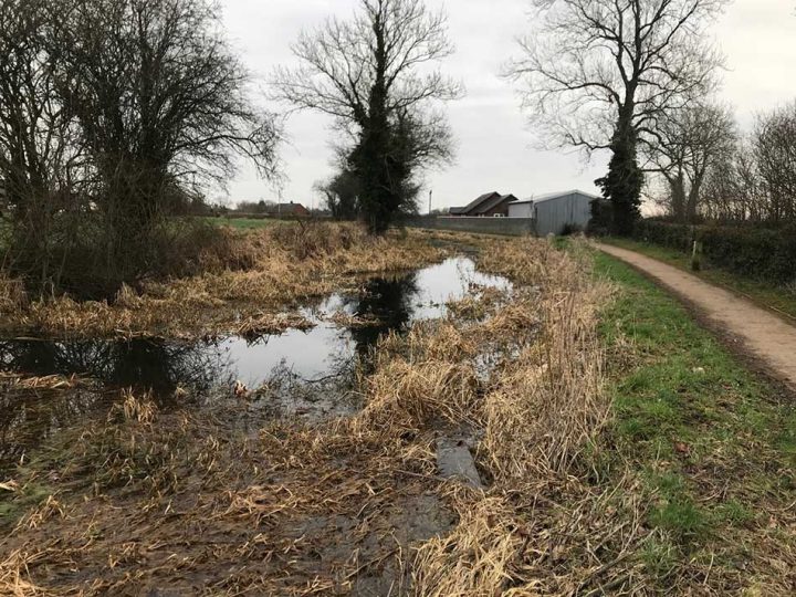 Overgrown Canal