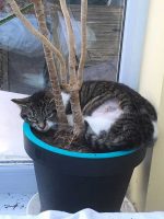 Plant Pot Cat