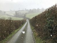 Snow Flakes