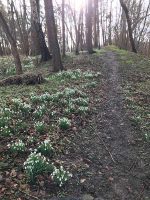 Snowdrops at Mellington Hall