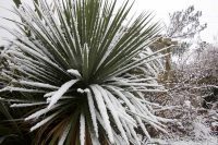 Snowy Cordyline