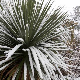 Snowy Cordyline