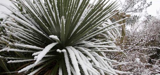 Snowy Cordyline