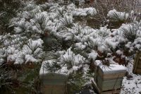 Snowy Pine