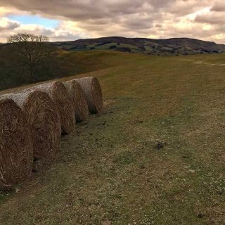 Straw Bales