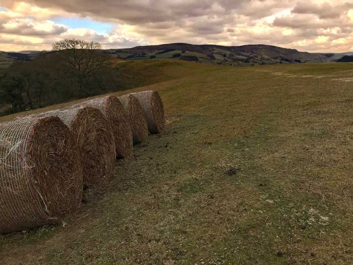 Straw Bales