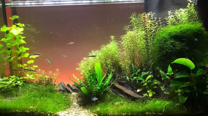 The Aquascape Today