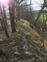 Woodland Path