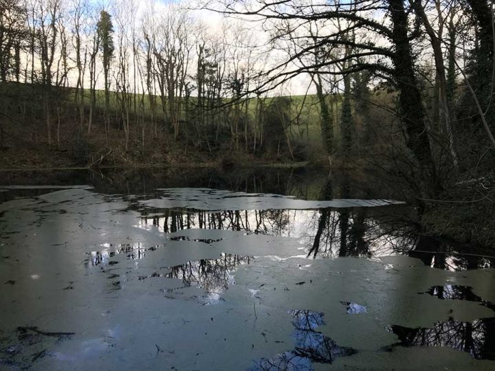 Woodland Pool