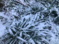 Snowy Foliage