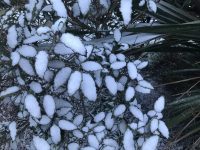 Snowy Leaves